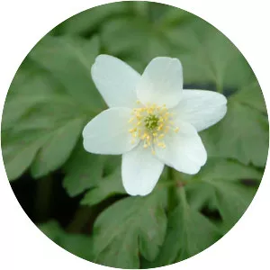 Wood anemone - Plants