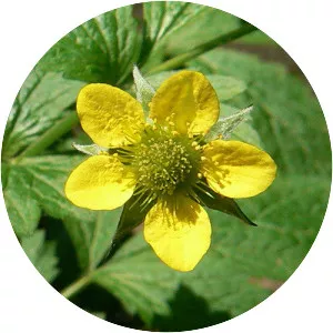 Wood Avens - Plants