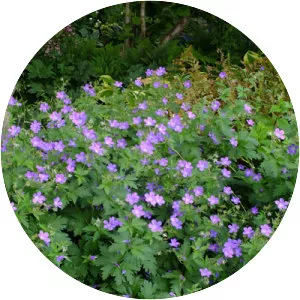 Wood crane's-bill - Plants