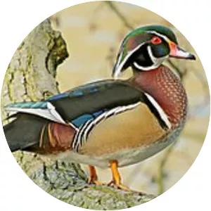 Wood duck