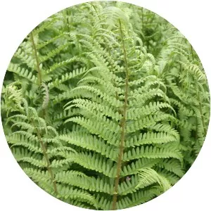 Wood ferns