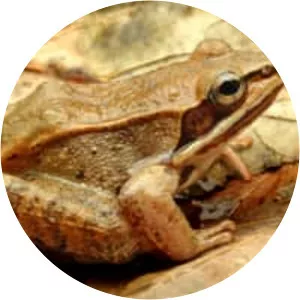 Wood frog