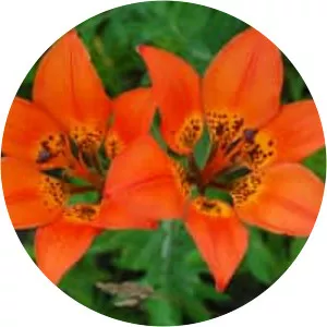 Wood lily