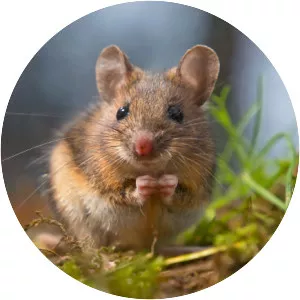 Wood mouse