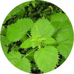 Wood nettles