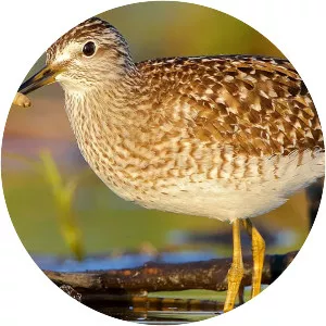 Wood sandpiper - Bird