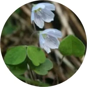 Wood-sorrel - Plants