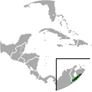 Wood sprite gracile opossum