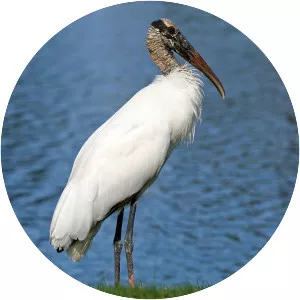 Wood stork