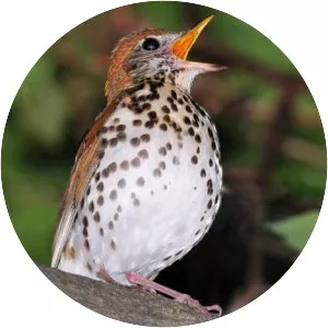 Wood thrush