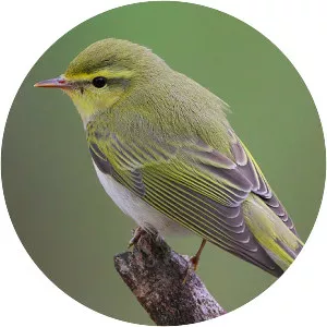 Wood warbler