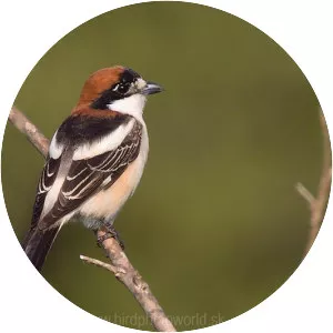 Woodchat shrike - Bird
