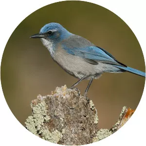 Woodhouse's scrub jay