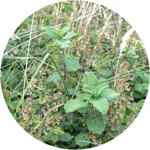 Woodland Germander - Plants