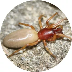 Woodlouse spider - 