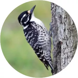 Woodpecker
