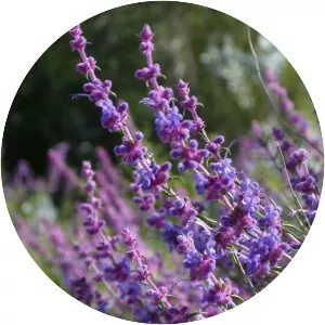 Woolly bluecurls - Plants