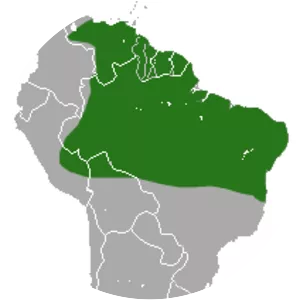 Woolly mouse opossum - Animal