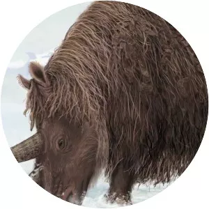 Woolly rhinoceros