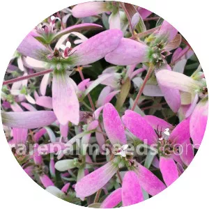 Wooly Congea - Plants