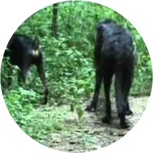 Wooster Memorial Park (formerly Spangler) - 