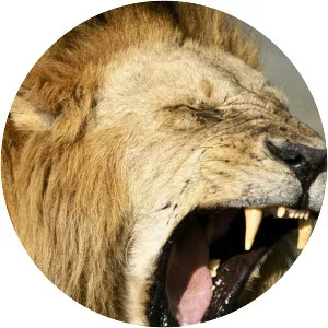 World's Deadliest Animals