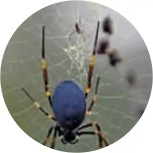 World's Deadliest - TV program