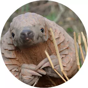 World's Greatest: Animal Encounters - TV program