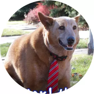 World's Greatest DogsSince 2015