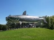 World's Largest Catfish - 