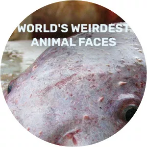 World's Weirdest Animal FacesSince 2016