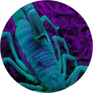 World's Worst VenomSince 2007 - TV program