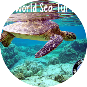 World Sea Turtle Day