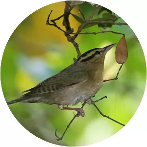 Worm-eating warbler - Birds