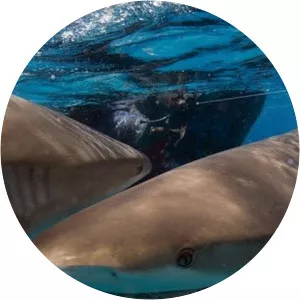 Worst Shark Attack Ever : Ocean Of Fear - TV program