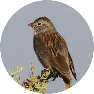 Worthen's sparrow
