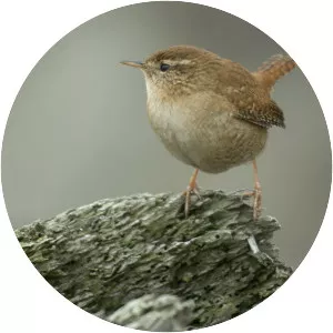 Wren