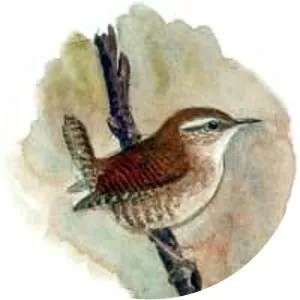 Wrens - Birds