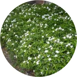 Wrightia antidysenterica