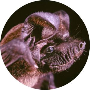 Wrinkle-lipped free-tailed bat