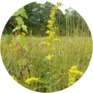 Wrinkleleaf goldenrod - Plants