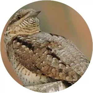Wryneck