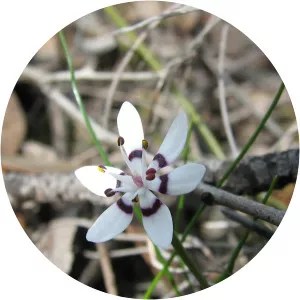 Wurmbea dioica - Plants