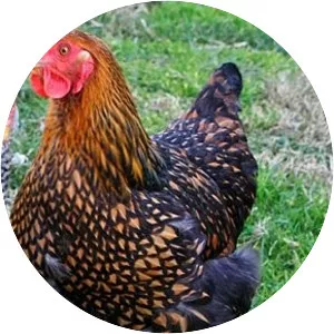 Wyandotte chicken - Chicken breed
