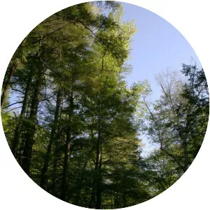 Wyantenock State Forest - 