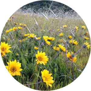 Wyethia angustifolia - 