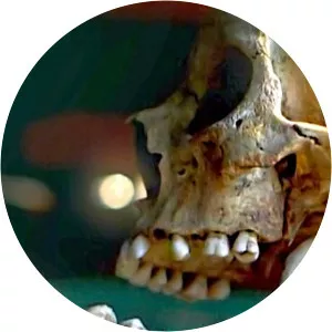 X-Files HistorySince 2013