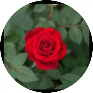 Xangang - Musical artist