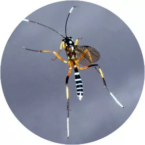 Xanthocryptus novozealandicus