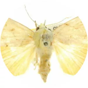 Xanthodes transversa